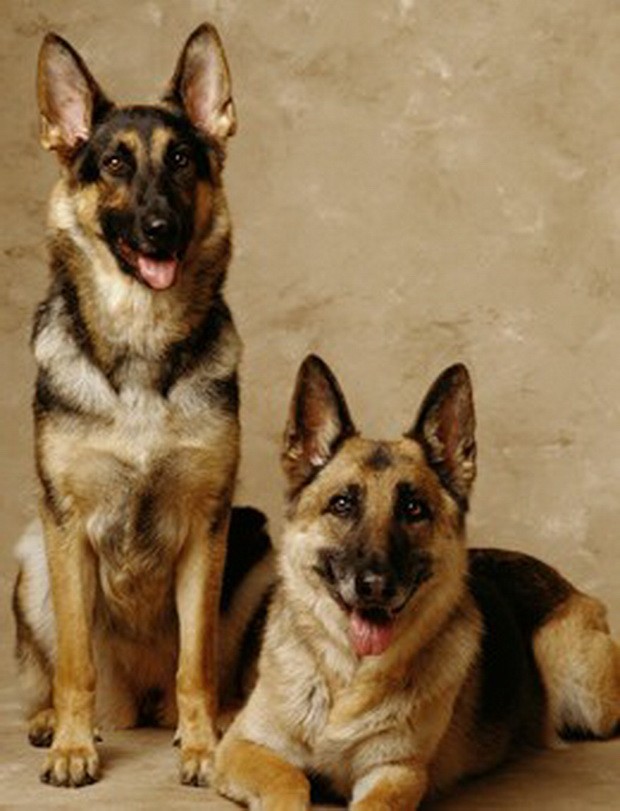 “人類的好朋友”：狗狗年話 ảnh 1