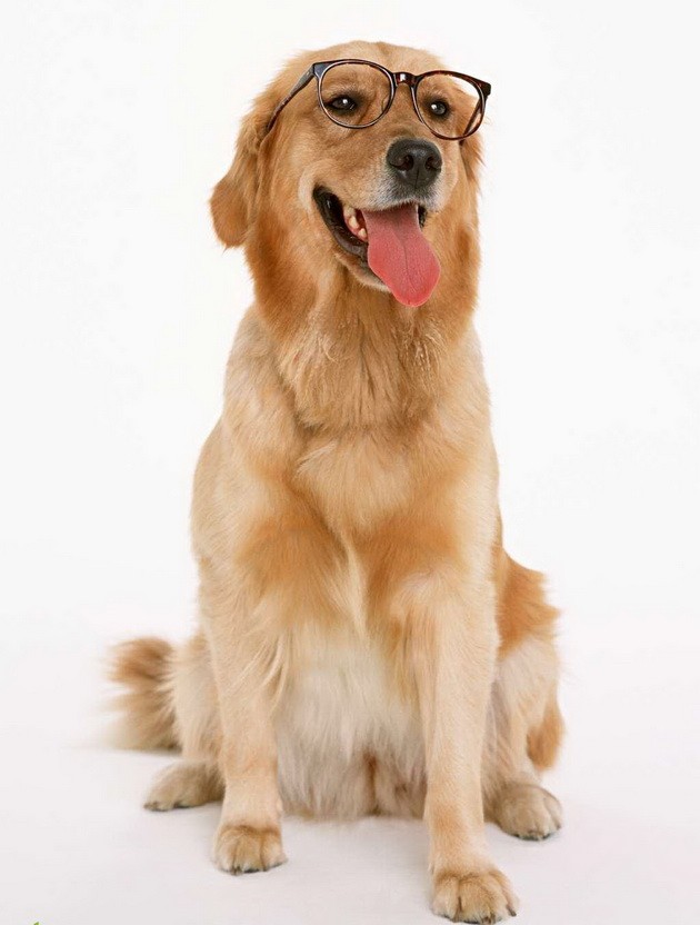 “人類的好朋友”：狗狗年話 ảnh 2