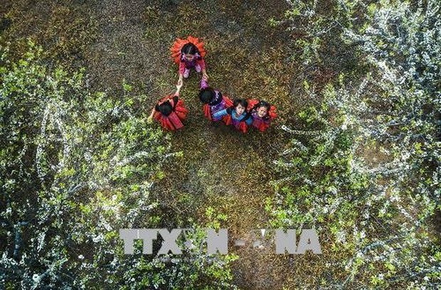 全國滿地呈春色 ảnh 2