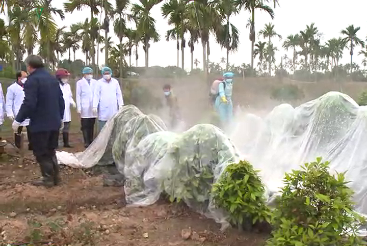 獸醫幹部在禽流感疫區進行消毒。（圖源：VOV）