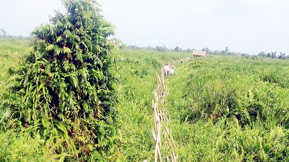 有九龍江平原綠肺葉之稱的幽明國家公園一隅。