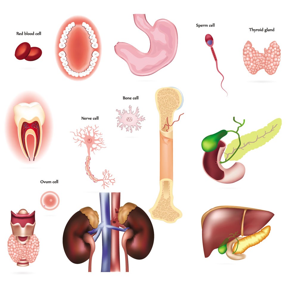 人各個器官變老時間表。（示意圖源：互聯網）