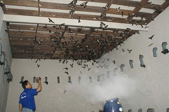 本市僅３郡縣獲准養燕。（示意圖源：互聯網）