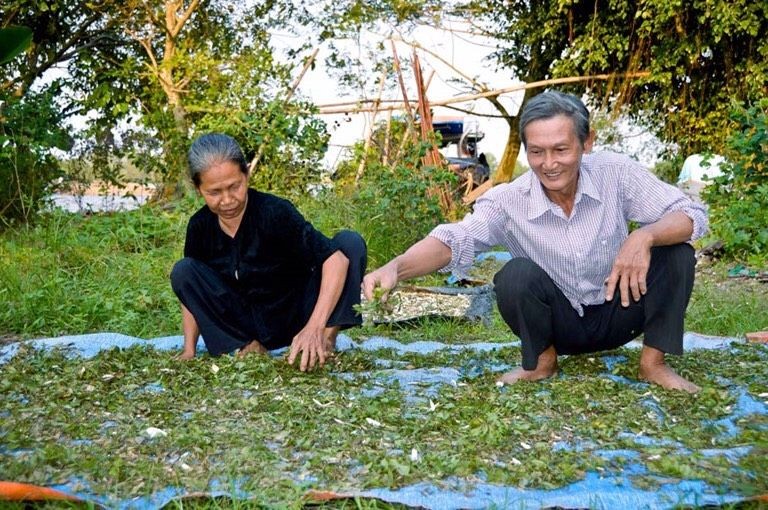 阮有幸夫婦曬藥材以送給慈善診所。