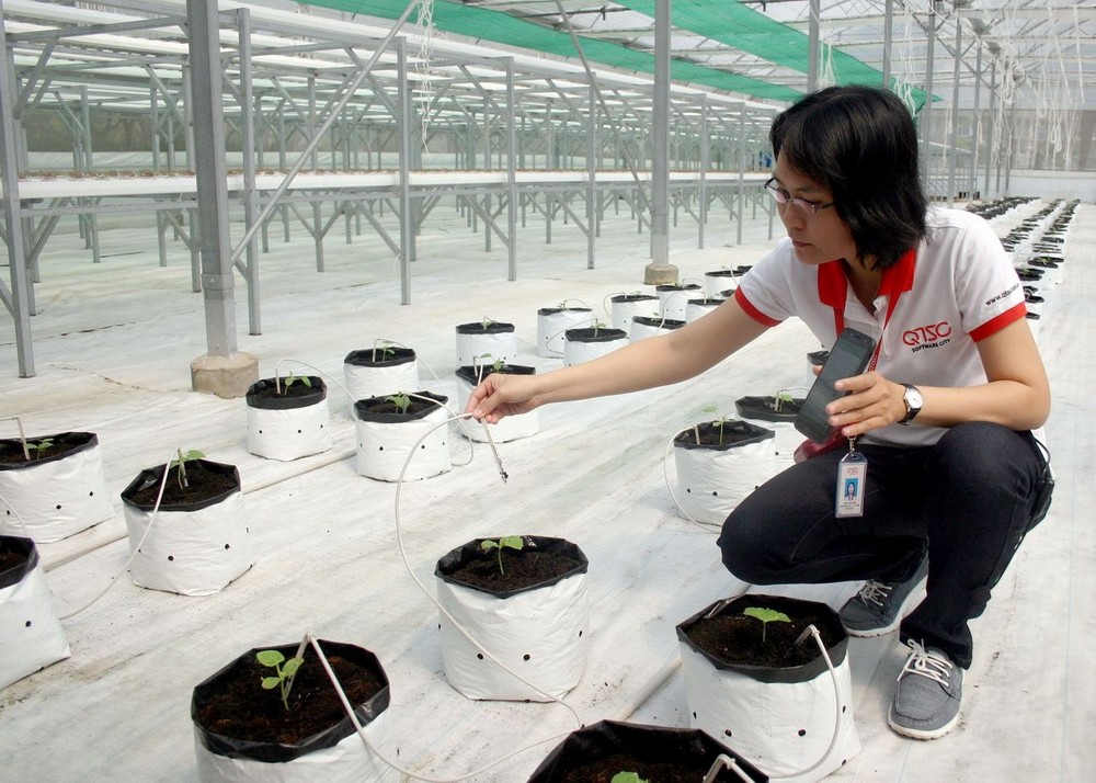 光中軟件園區幹部使用手機調控滴水灌溉技術。（圖源：晉力）