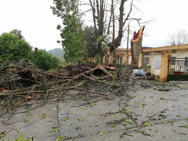 北件街道降冰雹後一片狼藉 ảnh 1