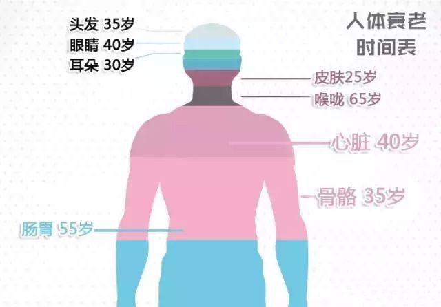 人體各個器官變老時間表。（圖源：互聯網）