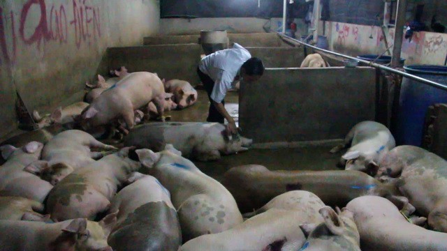 現場有79隻豬已被注水，躺在地板上和無法站起來。（圖源：永水）