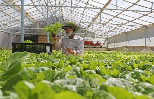 大勒農民耕種疏菜銷往本市市場。