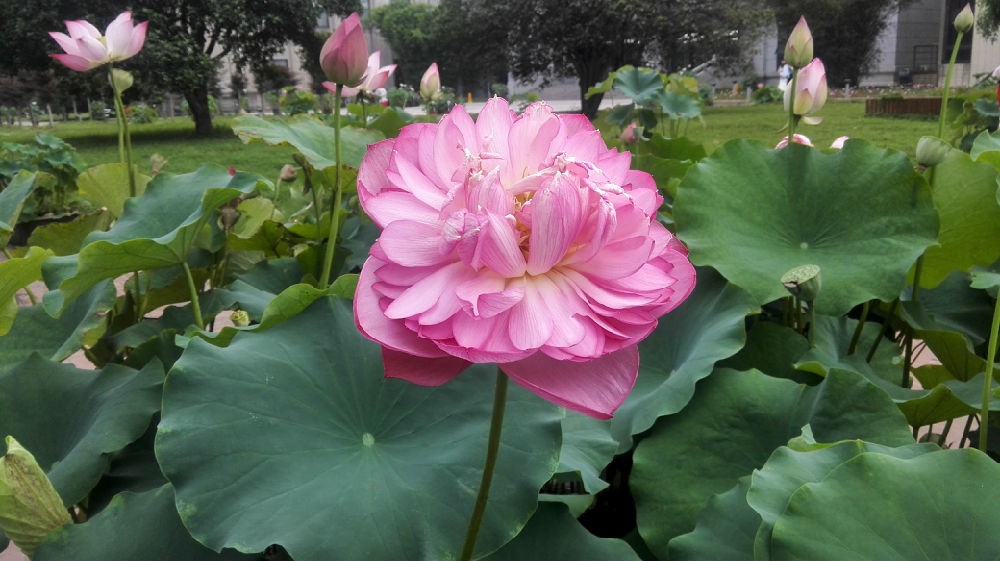 迎春蓮花》(示意圖源:互聯網)