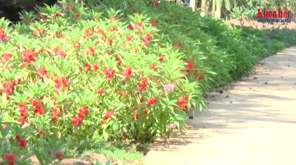 平福省同柴市新春坊新茶街區522號巷道兩旁民眾同心協力在沿街種植、栽培朵朵鮮花走廊。（圖源：現代科學視頻截圖）
