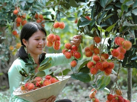 紅毛丹銷往新西蘭。（示意圖源：互聯網）