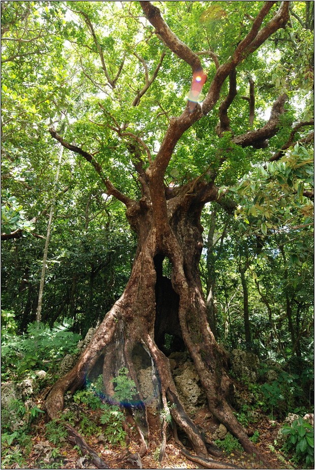 墾丁森林公園(上) ảnh 2 墾丁森林公園(上) ảnh 2