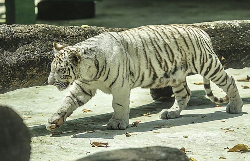 西貢動物園 —— 市民假日好去處 ảnh 3 西貢動物園 —— 市民假日好去處 ảnh 3