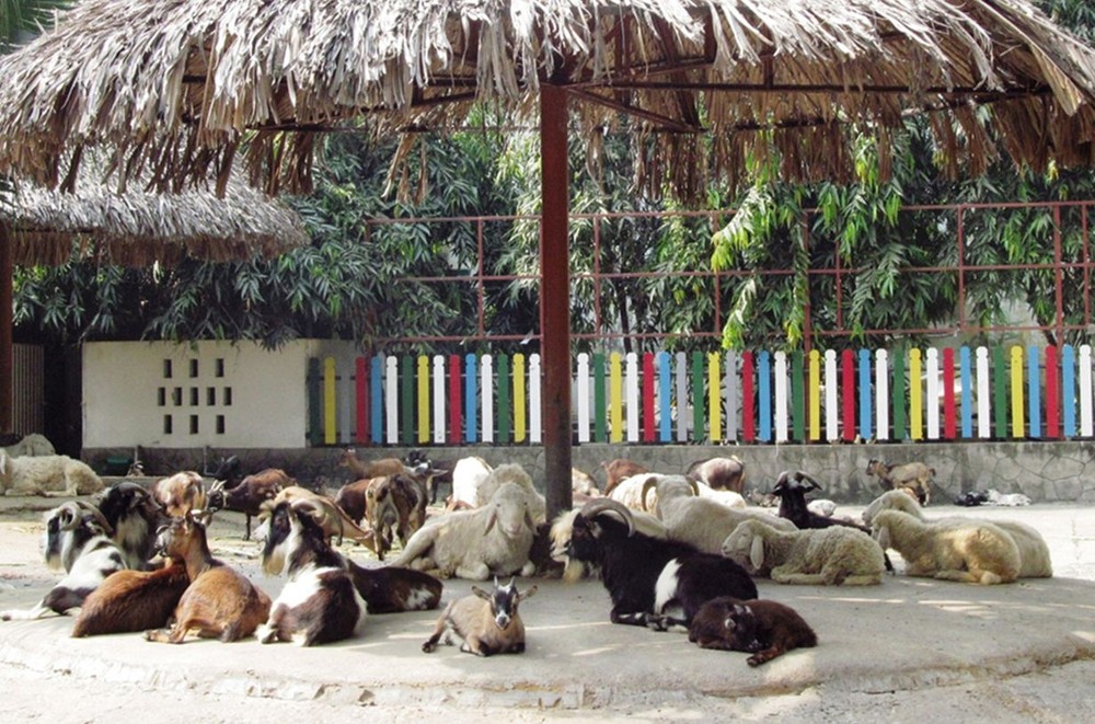 西貢動物園 —— 市民假日好去處 ảnh 1 西貢動物園 —— 市民假日好去處 ảnh 1