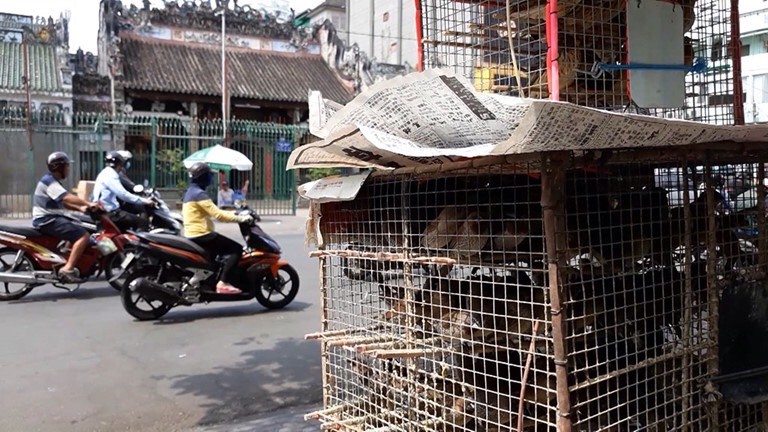在本市的多家寺廟之前有不少人販賣多類小鳥以供香客放生。