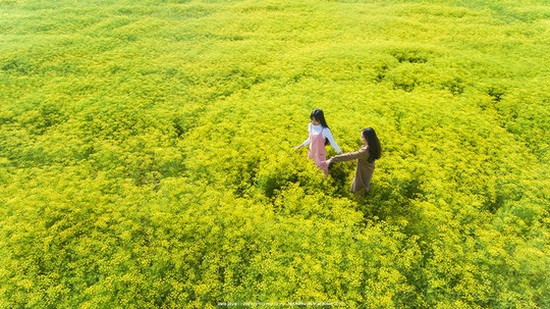 蒔蘿花田