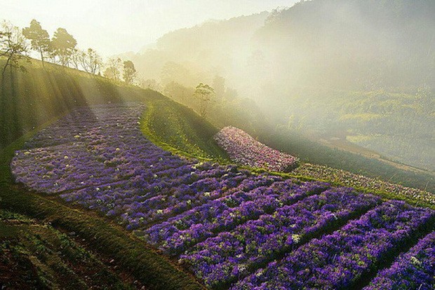 各花田新景點吸引遊客 ảnh 2 各花田新景點吸引遊客 ảnh 2