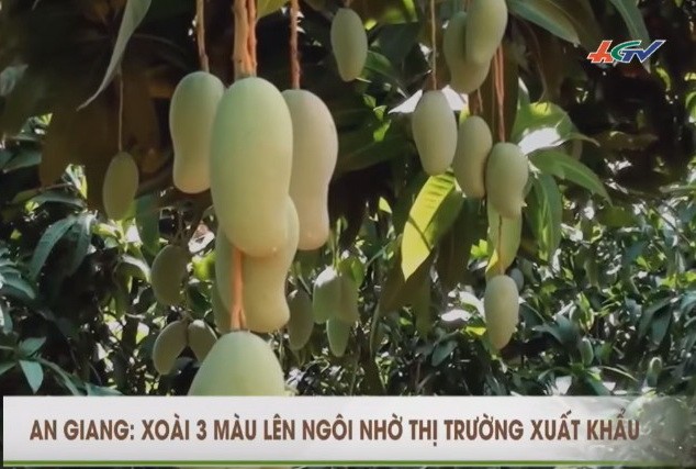 首批三色芒出口澳洲。（圖源：視頻截圖）