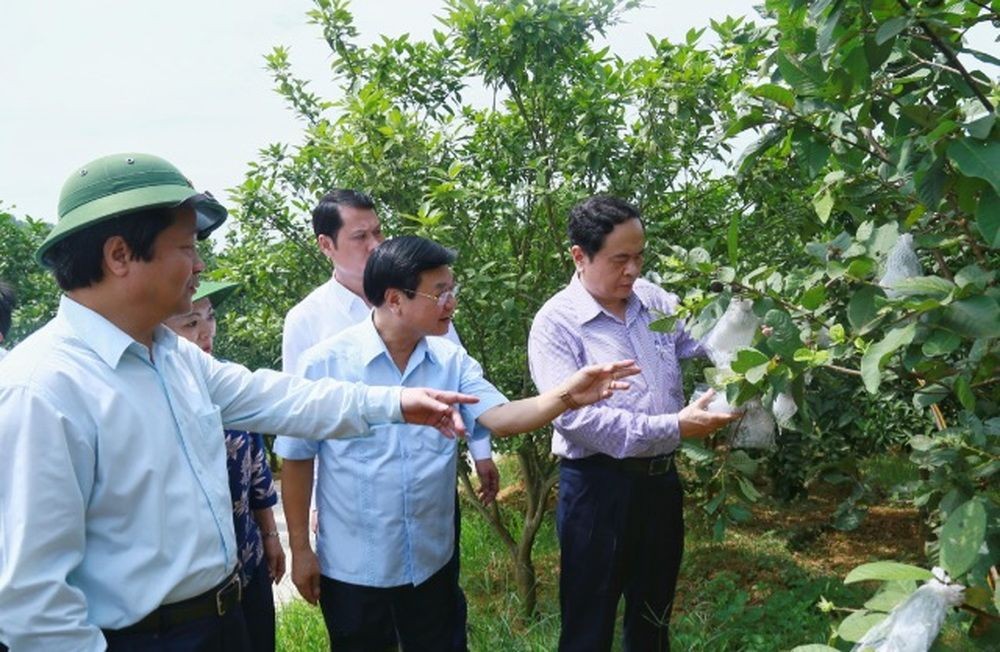 陳清敏同志（右）參觀考察橙果園。（圖源：葉榮）