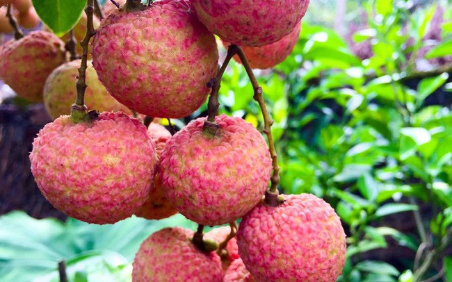 北江荔枝銷往30多個國家與地區。（示意圖源：杜香）