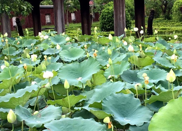 太易湖中綻放的白蓮花一瞥。（圖源：國越）