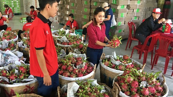 對出口火龍果進行分類。