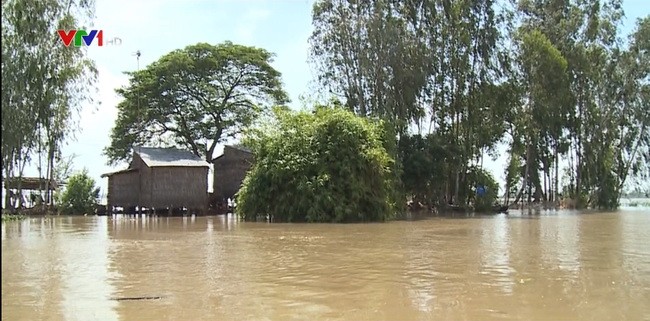 九龍江平原各省、市主動應對大洪水。(圖源:VTV視頻截圖)