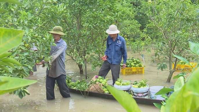 洪水沖進橘子園使全部果樹受淹。