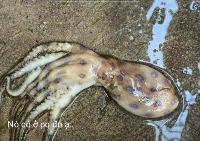 堅江省富國縣縣委書記、人委會主席梅文璜:最近社交網上傳播的富國島出現劇毒章魚這一轟動性消息純屬謠言。圖為社交網上發佈的劇毒章魚照片。（圖源：屏幕截圖）