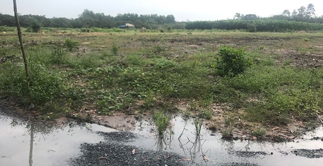 阿里巴巴房地產股份公司違規對種植橡膠樹的地段進行劃分集資。