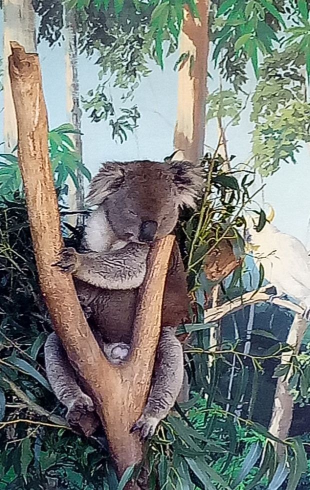 穿上棕色背心似的Koala