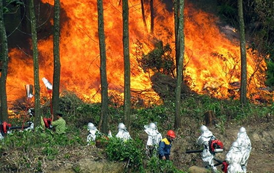 廣寧省錦譜市發生林火。（示意圖源：互聯網）