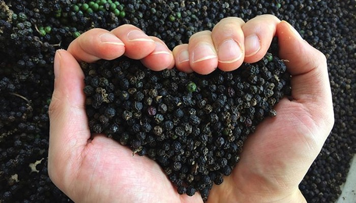 我國可能喪失胡椒第一大國地位。（示意圖源：互聯網）