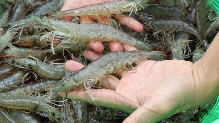 白足蝦。（圖源：互聯網）