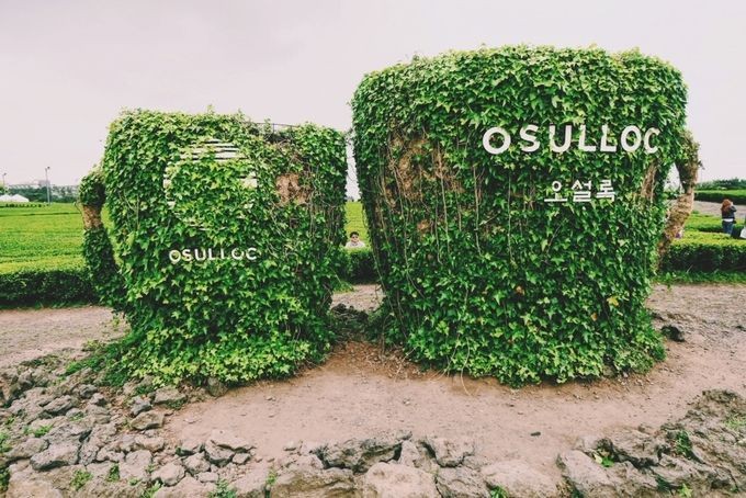 O'sulloc雪綠茶博物館。(圖源:互聯網)