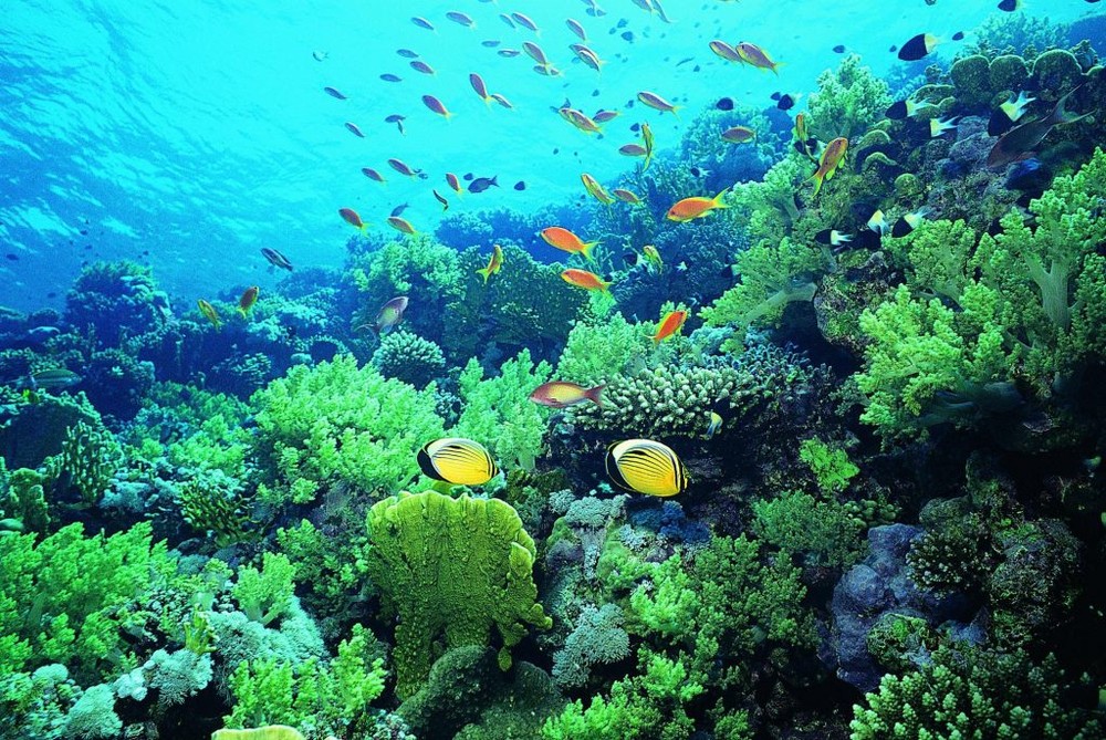 海水升溫威脅海洋生態系統。（示意圖源：互聯網）