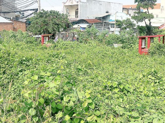 墳地區裡的野草、樹木叢生,成為蛇、老鼠和蚊子繁衍的溫床。