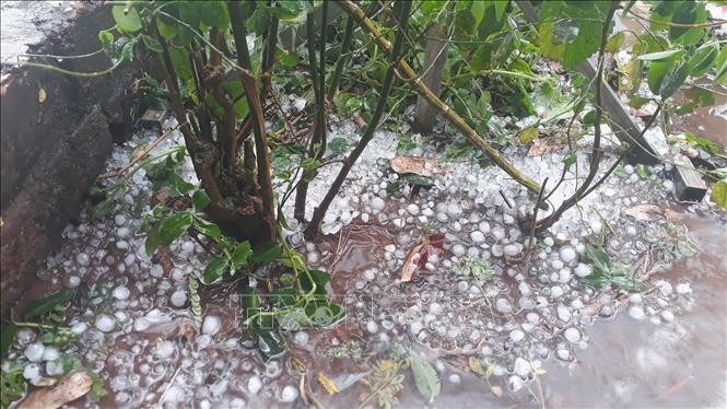奠邊省芒聶縣一帶出現強降雨伴隨約有手指頭般的冰雹。（圖源：越通社）