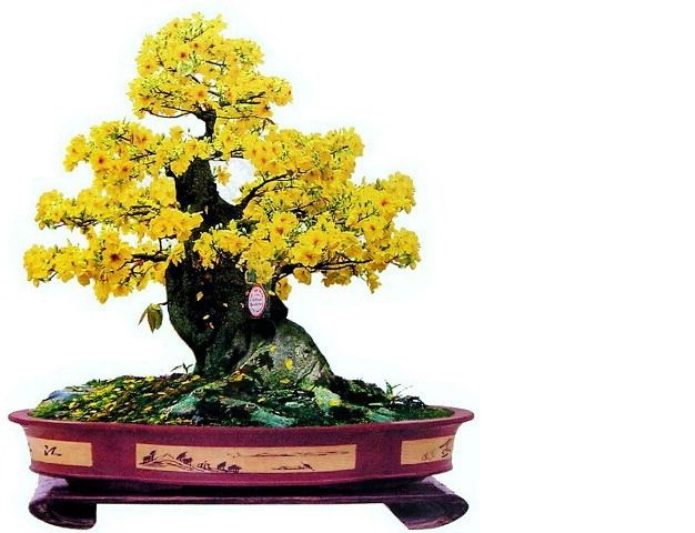 （示意圖源：互聯網）