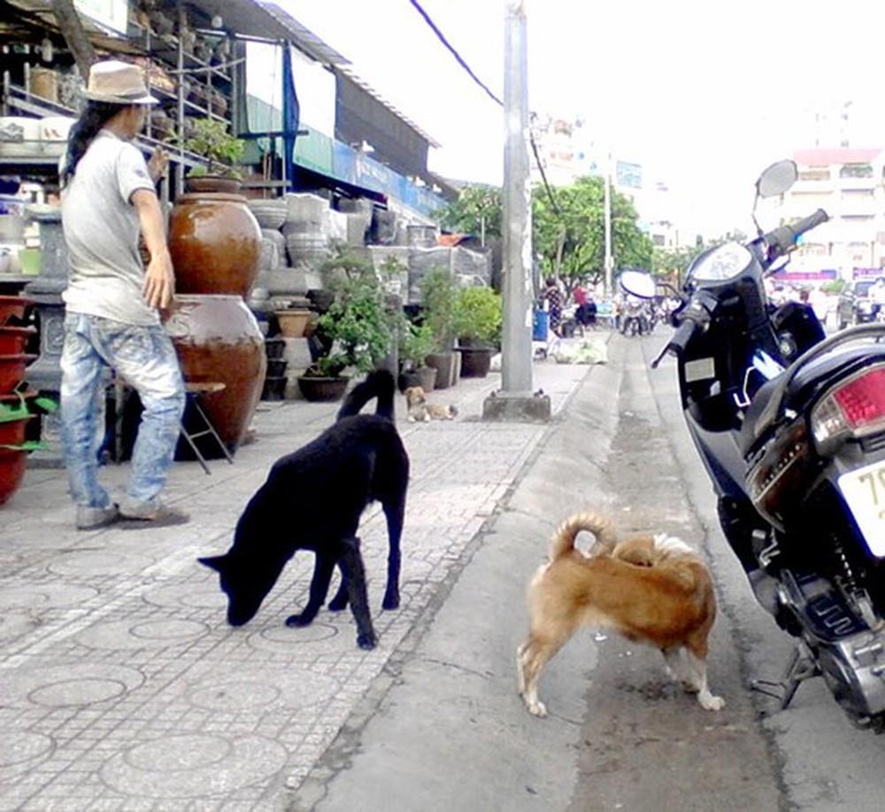 隨意遛放貓、狗的情況仍相當普遍。