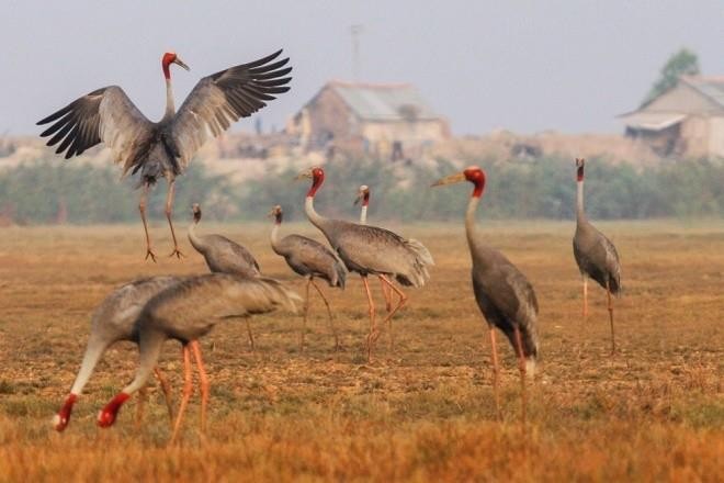 來鳥棲國家公園探索同塔梅美景 ảnh 1