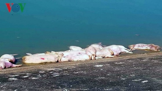 來源未詳的死亡豬隻被亂棄在油溪水庫旁。（圖源：VOV）