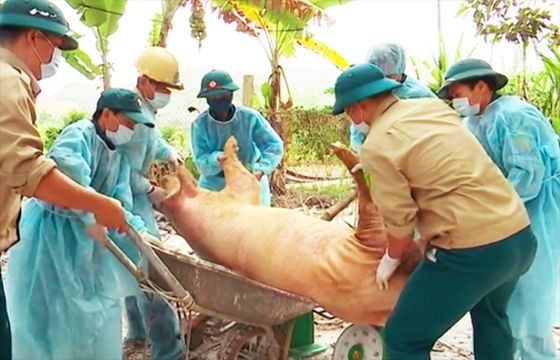 獸醫工作人員把染病的豬隻進行銷毀。(圖源:姜力)