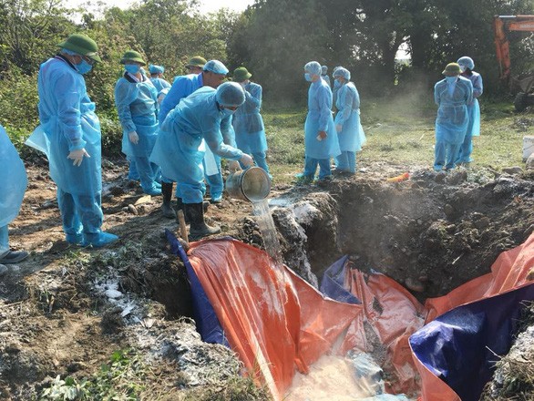 職能機關將病豬銷毀。(圖源:P. Thảo)