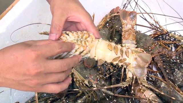 富安省的龍蝦死於黑腮病。（圖源：民智）
