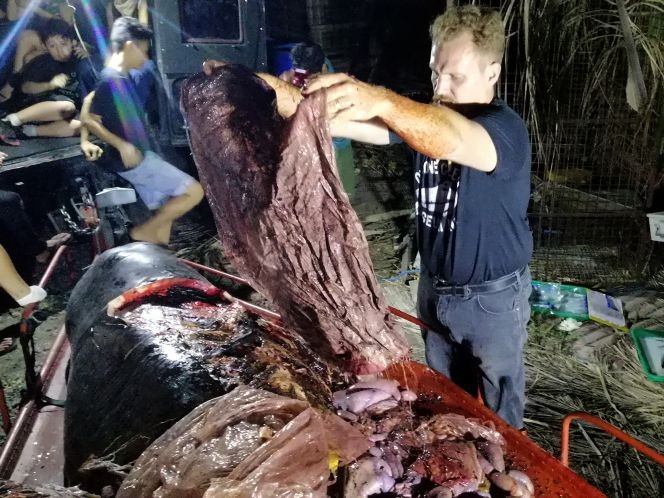 經過解剖,工作人員在鯨魚胃中發現了近40公斤塑膠垃圾。(圖源:AFP)