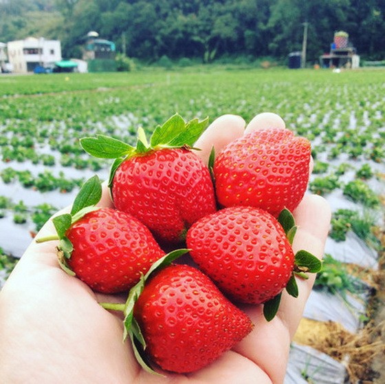 （示意圖源：互聯網）