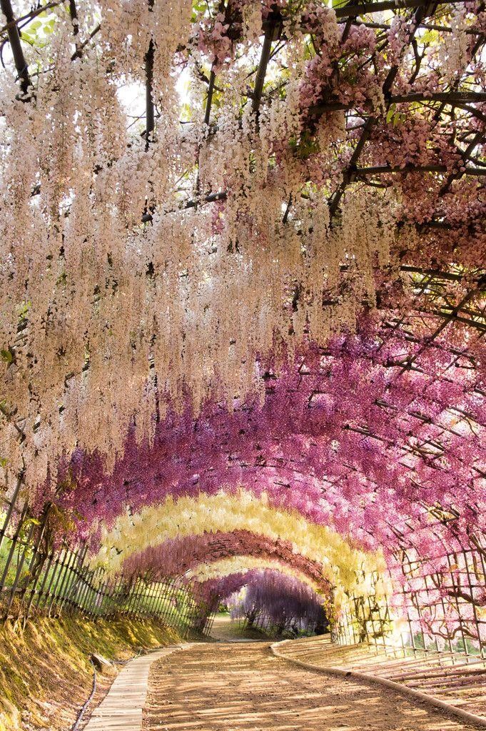 日本最美紫藤隧道 ảnh 2