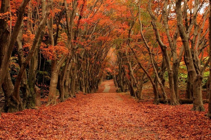 日本最美紫藤隧道 ảnh 5